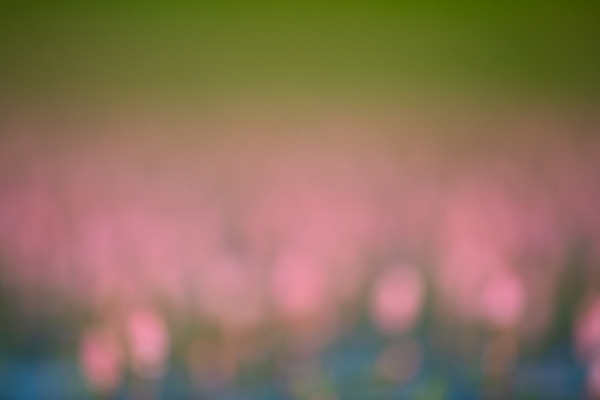 Lights and colors effects of the reflection of flowers at the surface of water of a pond. Fine art Photograph in color by Amar Guillen, photographer artist.