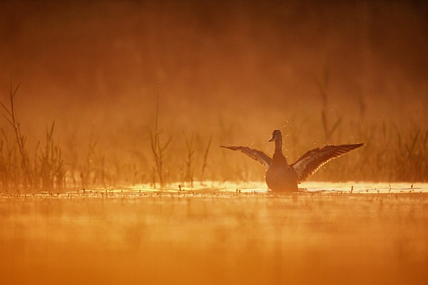 a duck snorting on a pond of the Dombes in France at sunrise. Photograph in color by Amar Guillen, photographer artist.