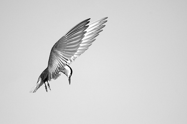 Une guifette moustac volant au dessus du Delta du Danube en Roumanie. Photographie par Amar Guillen, artiste photographe.