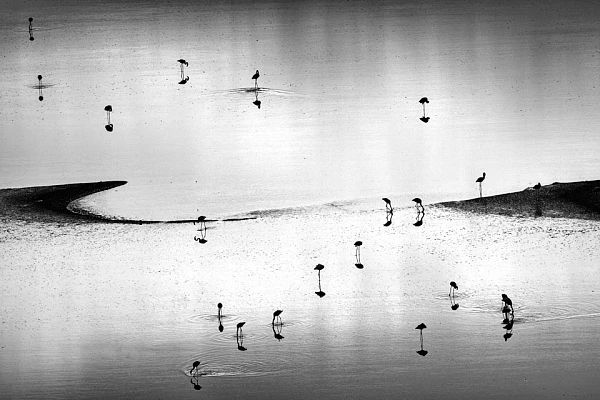 Collections de photos d'art de la nature par Amar Guillen.