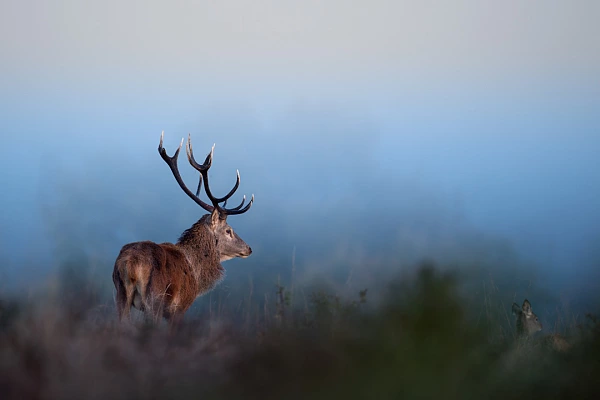 Cette photographie d'un cerf en Europe à l'aurore est une approche artistique.