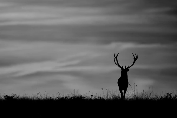 Silhouettes de cerfs dans la nature en Charente-Maritime. Photographie par Amar Guillen, artiste photographe..