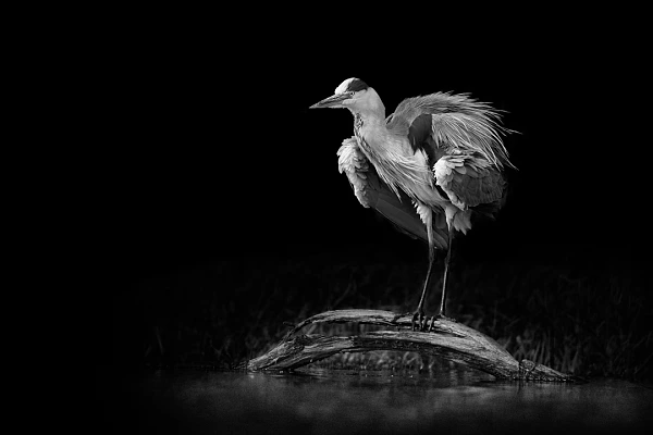 Un exemple de signature photographique. Un héron cendré s'ébrouant sur une branche dans un étang de la Dombes. Photo en noir et blanc par Amar Guillen.