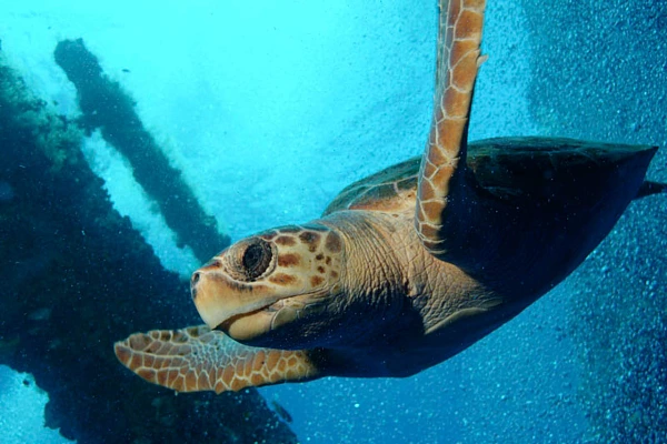 Une tortue de Ridley dans le Golfe du Mexique au Texas.