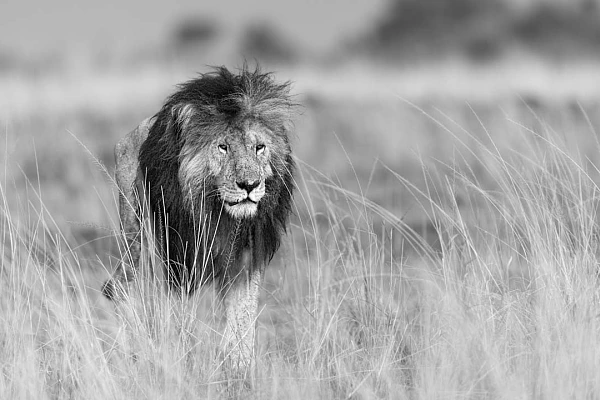 Un lion marchant dans la savane au Kenya. Photographie en noir et blanc. Photographie par Amar Guillen, artiste photographe.