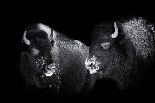 Bisons du Yellowstone dans le style photo back to black. Photographie en noir et blanc par Amar Guillen, artiste photographe.