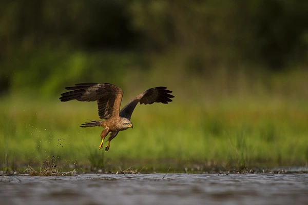 Wildlife photo project using floating blinds in La Dombes in France in June 2017.