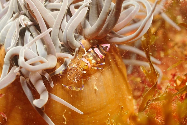Une crevette Periclimenes sp. à Ploumanach en Bretagne.