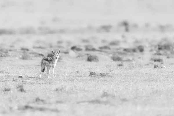 Chacal en noir et blanc dans la savanne au Kenya. Photographie par Amar Guillen, artiste photographe.