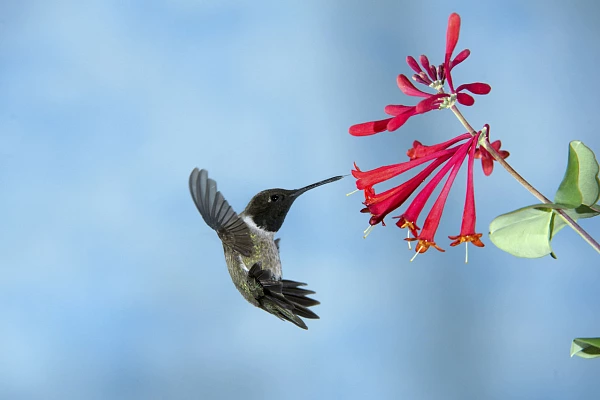 Pour réaliser cette  photo d'un colibri nous sommes posés la question de l'arrière plan et de l'espace négatif.