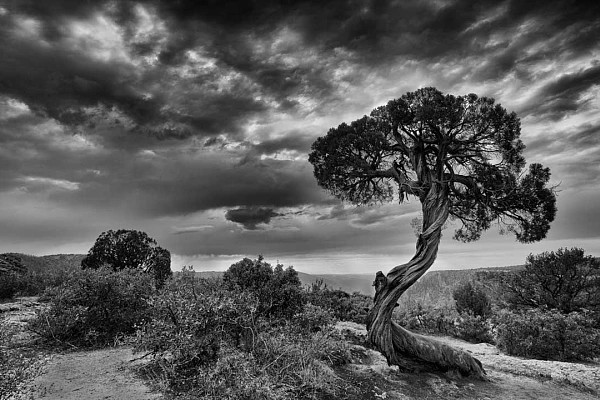 Arbre dans le Black Canyon en noir et blanc