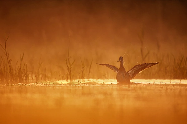 Canard s'ébrouant sur un étang de la Dombes au lever de soleil. Photographie en couleur par Amar Guillen, artiste photographe.