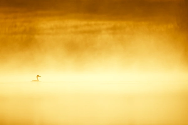 Ce grèbe huppé photographié dans la brume matinale en Dombes est selon mes critères une bonne photo.