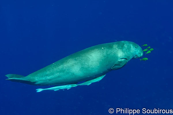 Le dugong de la mer Rouge.