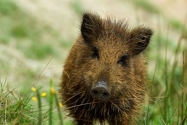 Photo d'un marcassin dans une prairie en Charente-Maritime en France. Cette photo a réalisée depuis un affût fixe.