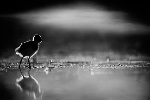 Une photo animalière animalière d'un poussin vanneau huppé photographié en contre-jour en Dombes. Photo en noir et blanc