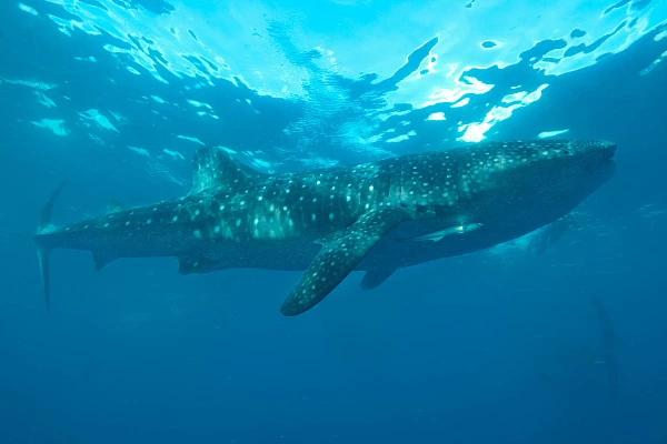 Le bleu accentue la quiétude et le calme du grand requin baleine.