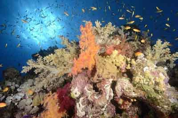 Les fonds marins de Saint John en Mer Rouge. Photographies par Amar Guillen.
