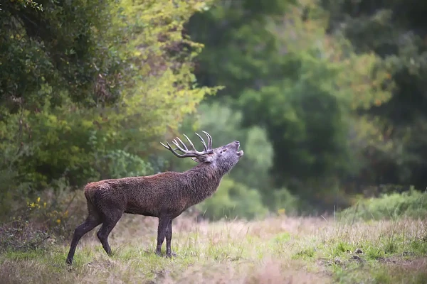 Un cerf élaphe pendant le brame du cerf en Charente-Maritime.