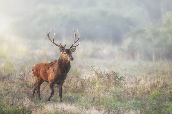 Cerf pendant le brame en Charente-Maritime. Amar Guillen, photographe.