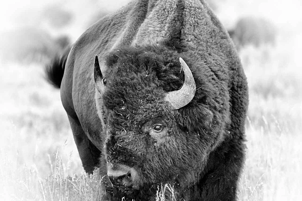 Photographie en noir et blanc d'un bison dans le Yellowstone en été. Les détails, la forme, les structures ont été nécessaires pour rendre compte correctement de la scène.