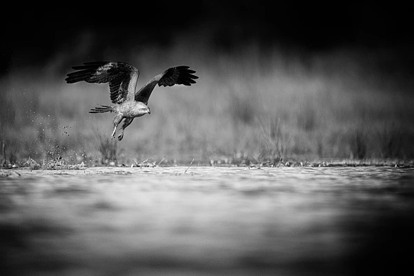 Black kite flying over a pond in La Dombes in France. Photograph by Amar Guillen in black and white.