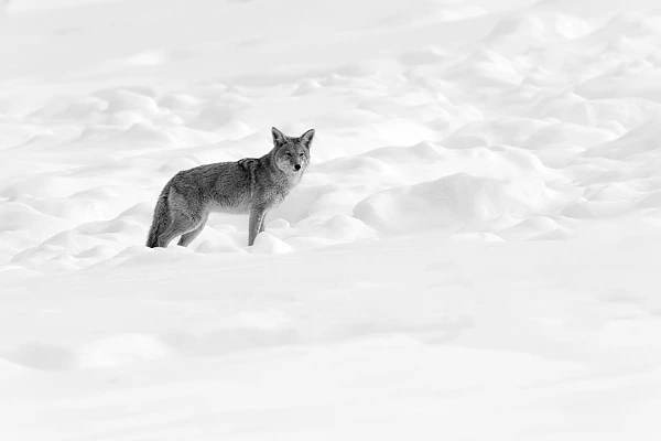 Photo en noir et blanc d'un coyote dans la neige dans le Yellowstone. Photographie par Amar Guillen photographe artiste.
