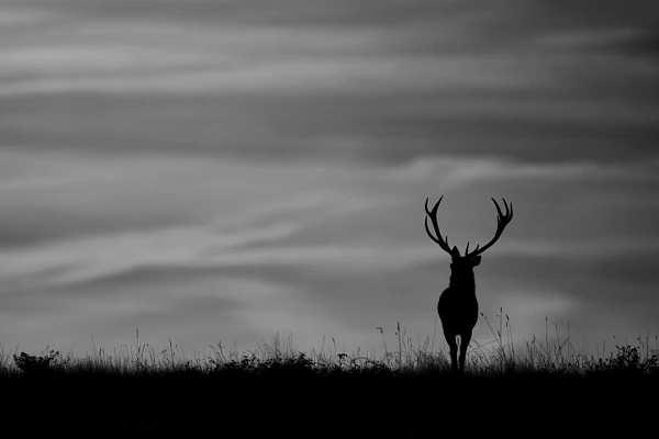 Cette photographie en noir et blanc d'un cerf a été développée pour provoquer le questionnement.