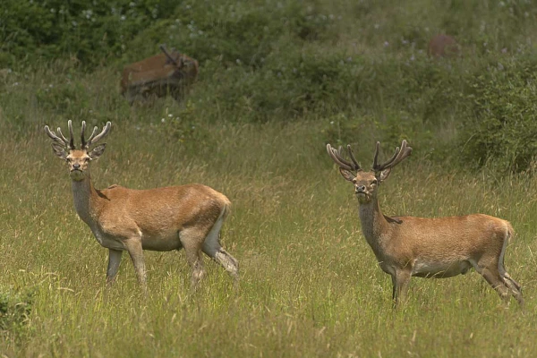 Wildlife photo project on deer with velvet antlers in Charente-Maritime in France in July 2017.