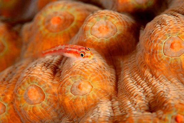 Photograph in color of a goby on a colony of coral in the Red Sea.