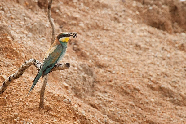 European bee eater with a bee in its beak.