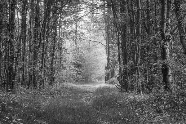Path winding through the undergrowth of the Dombes not far from a pond. Black and white art photography by Amar Guillen, artist photographer..
