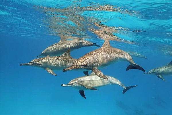 Banc de dauphins en Mer Rouge par Amar Guillen, artiste photographe.