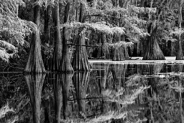 Cette photographie de cypres chauves est parfaitement adaptée à la photographie en noir et blanc.