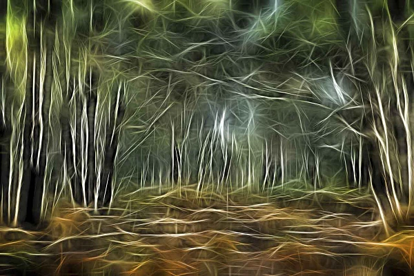 Arbres et sous-bois photographiés de manière créative avec des effets. Photographie d'art en couleur par Amar Guillen, artiste photographe.