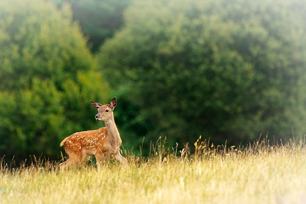 Photographie d'un faon de cerf élaphe dans une prairie.