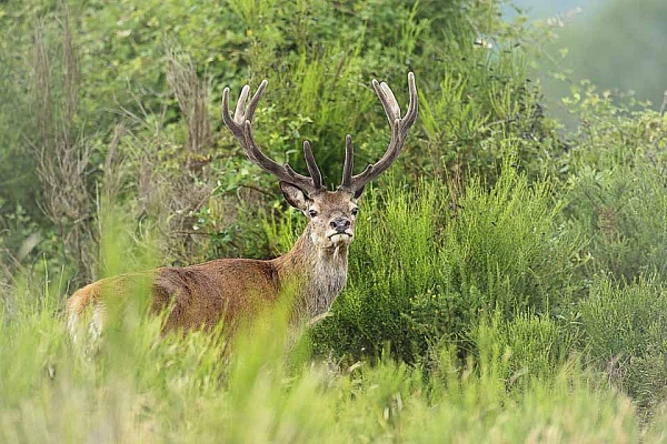Projet de photo animalière en France en juillet 2018 : cerf élaphe.