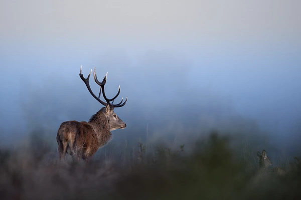 Cerf élaphe pendant la période du brame en Charente-Maritime. 