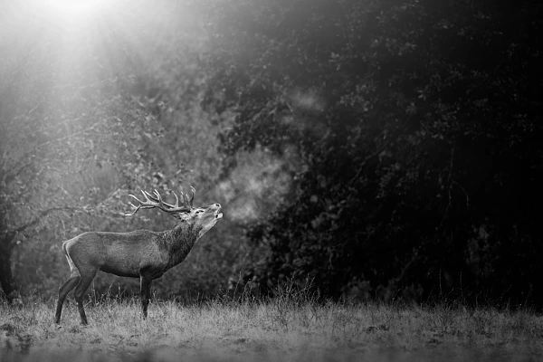 Photo en lowkey d'un cerf en train de bramer.