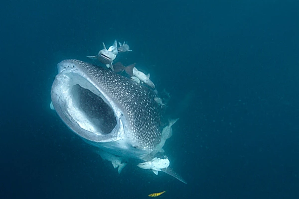 Requin baleine dans la Mer de Cortez au large du Mexique.