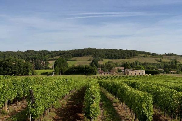Some pictures requires to know how to prepare compositions and  frames like this vineyard.