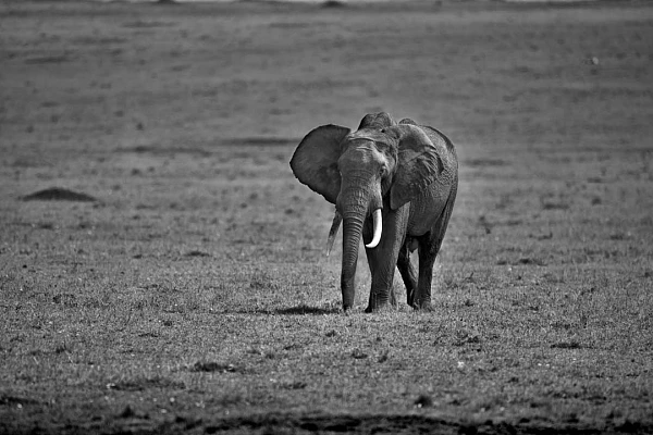 Projet photo animalière au Kenya en septembre 2017.