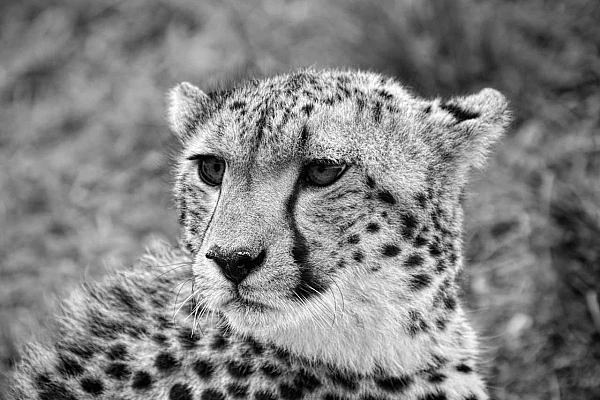 Portrait en noir et blanc d'un guépard au Kenya. Photographie par Amar Guillen, artiste photographe.