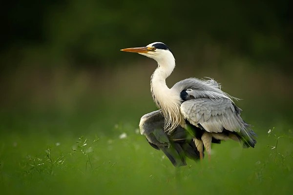 To create this photo of a gray heron in this environment, we waited for hours.