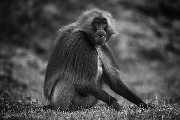 Singe gélada sur les hauts-plateaux en Ethiopie en noir et blanc. Photo par Amar Guillen, artiste photographe.