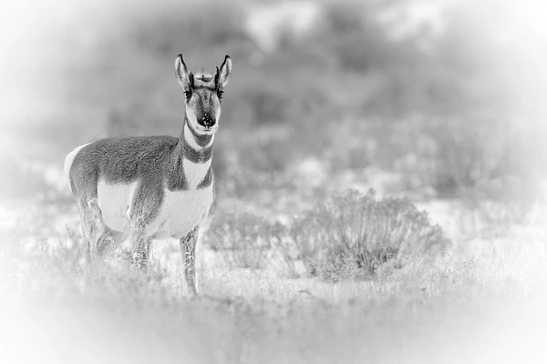 Antilope d'Amérique dans le Yellowstone sous la neige en hiver en noir et blanc. Photographie par Amar Guillen, artiste photographe.