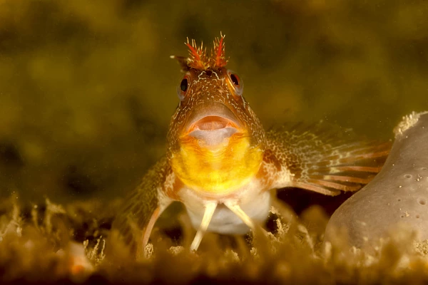 Blenny in the Gironde estuary, France.