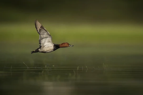 Fuligule milouin volant au dessus d'un étang de la Dombes.