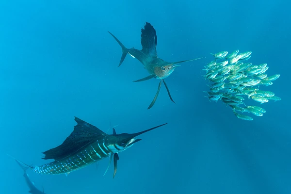 La figure du triangle entre les espadons voilier et les sardines renforcent la lecture de l'image.