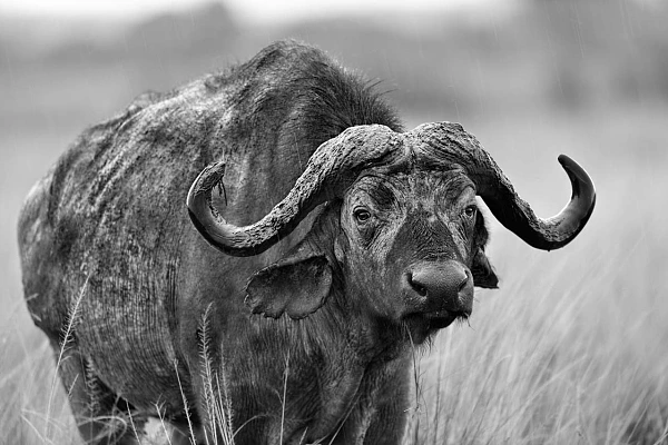 Photo d'un bufle en noir et blanc